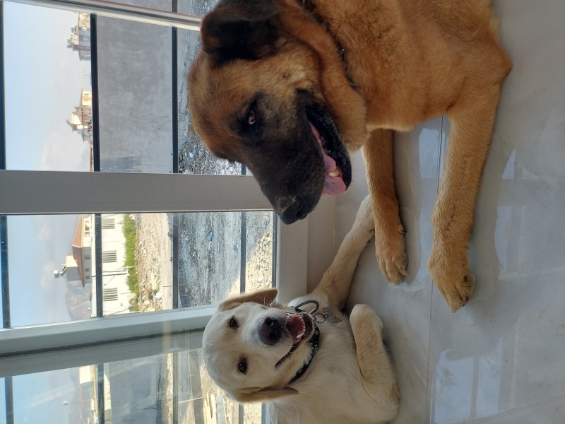 Alabay (Alabai), Köpek Max fotoğrafı