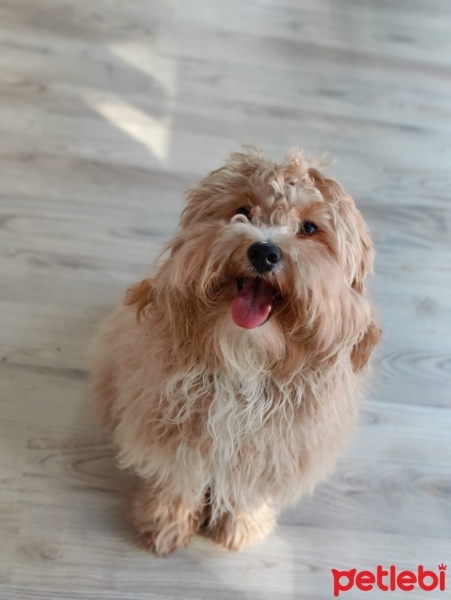Maltese, Köpek Pablo fotoğrafı