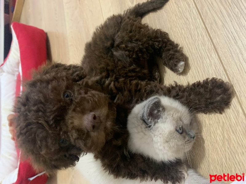 Poodle(Standart Kaniş), Köpek Rolex fotoğrafı
