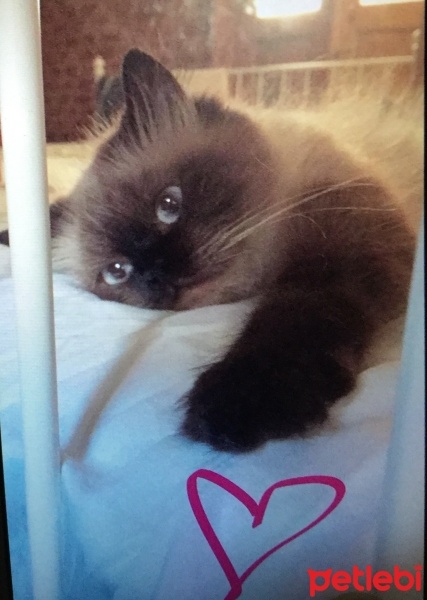 Himalayan, Kedi Ice fotoğrafı