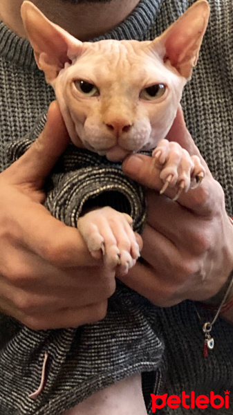 Sphynx, Kedi Dexter fotoğrafı