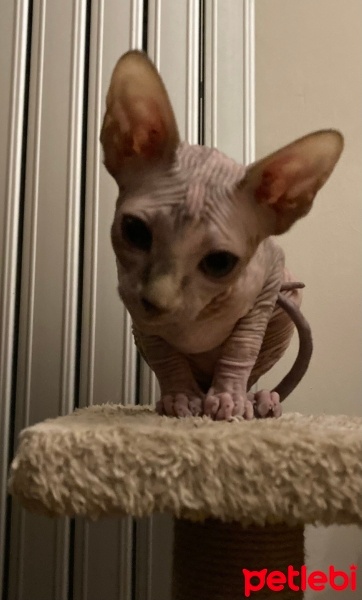 Sphynx, Kedi RiRi fotoğrafı