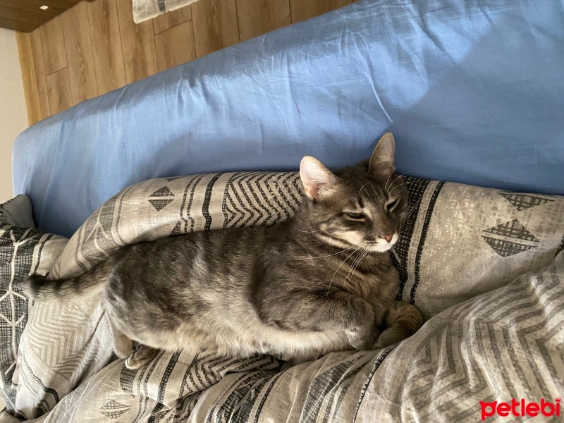 Tekir Kedi, Kedi  Yumak fotoğrafı