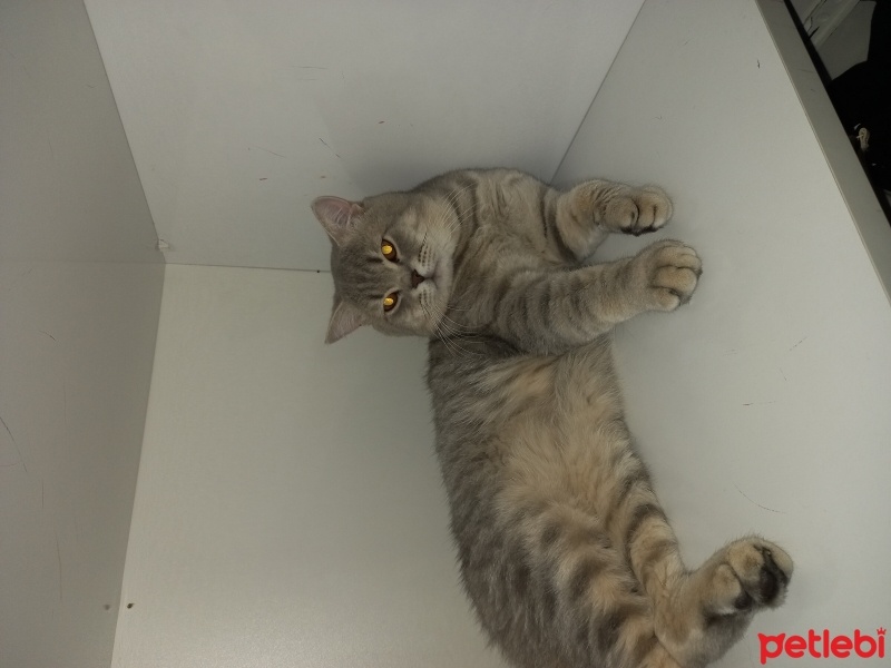 British Shorthair, Kedi Leo fotoğrafı