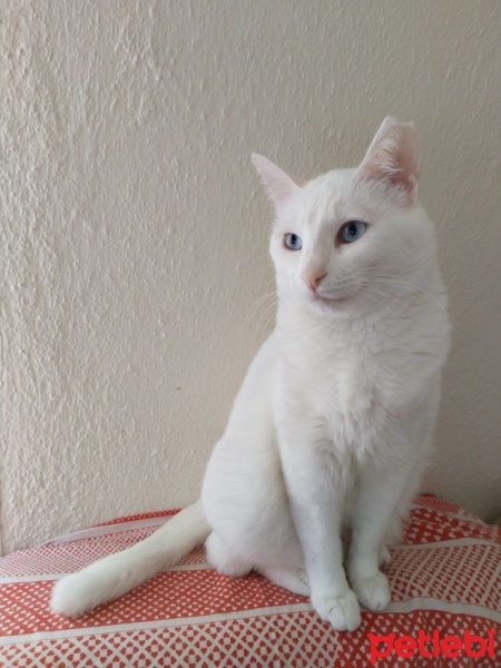 Ankara Kedisi, Kedi Peri fotoğrafı