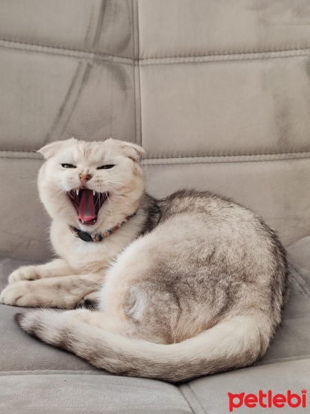 Scottish Fold, Kedi  Zeus fotoğrafı