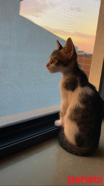 Tekir Kedi, Kedi  Sakız fotoğrafı