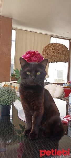 Bombay, Kedi Gece fotoğrafı