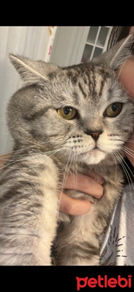 British Shorthair, Kedi  Yumak fotoğrafı