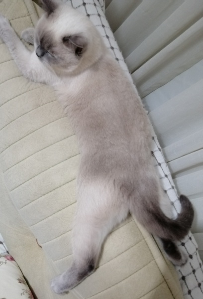 British Shorthair, Kedi  Bulut fotoğrafı