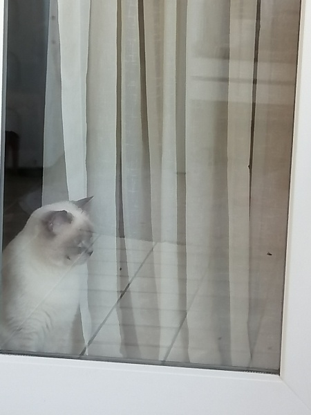 British Shorthair, Kedi  Bulut fotoğrafı