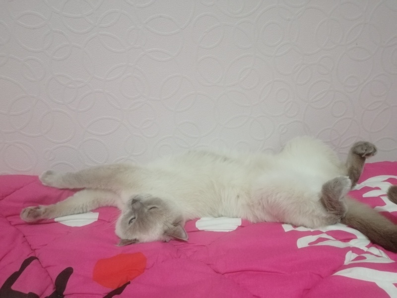 British Shorthair, Kedi  Bulut fotoğrafı