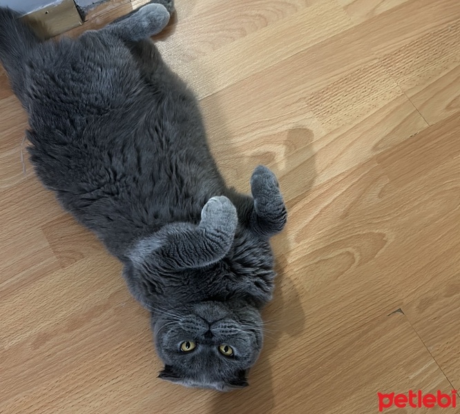 Scottish Fold, Kedi  Yumak fotoğrafı