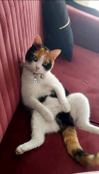 Tekir Kedi, Kedi Karamel fotoğrafı