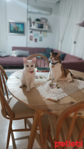 Tekir Kedi, Kedi  Fındık fotoğrafı