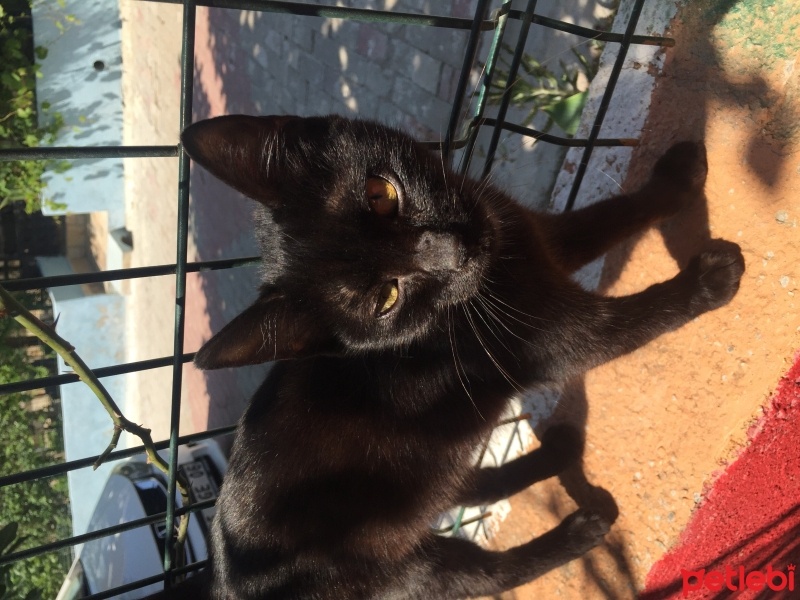 York Chocolate, Kedi  zeytin fotoğrafı