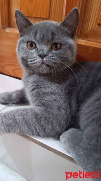 British Shorthair, Kedi Winnie fotoğrafı