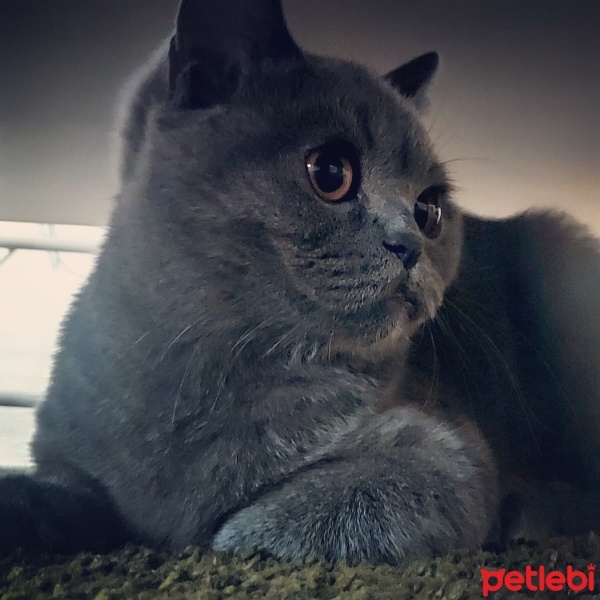 British Shorthair, Kedi Winnie fotoğrafı