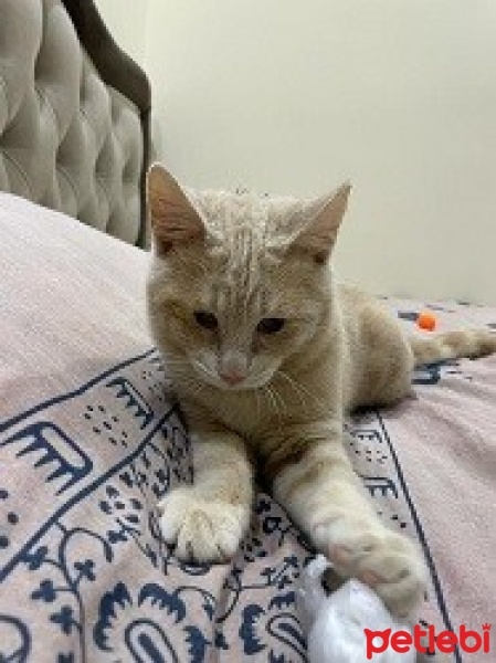 Sarman, Kedi  Tarçın fotoğrafı