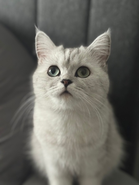 British Shorthair, Kedi Milko fotoğrafı