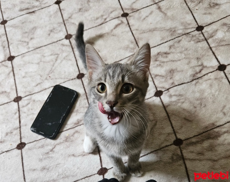 Tekir Kedi, Kedi  Venüs fotoğrafı