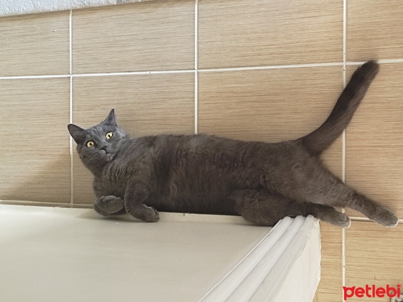 British Shorthair, Kedi  Paşa fotoğrafı