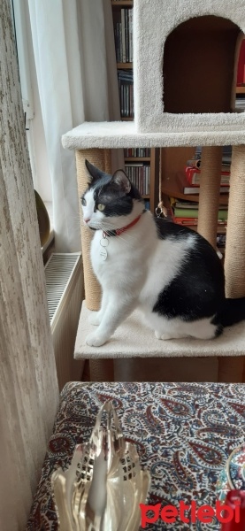 Tekir Kedi, Kedi  Zeytin fotoğrafı