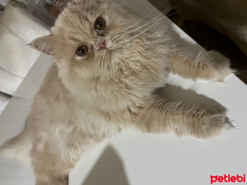 İran Kedisi (Persian), Kedi  Tarçın fotoğrafı