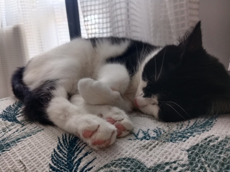 Tuxedo (Smokin) Kedi, Kedi  Mia fotoğrafı