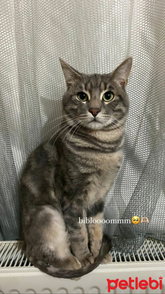 Tekir Kedi, Kedi  Venüs fotoğrafı