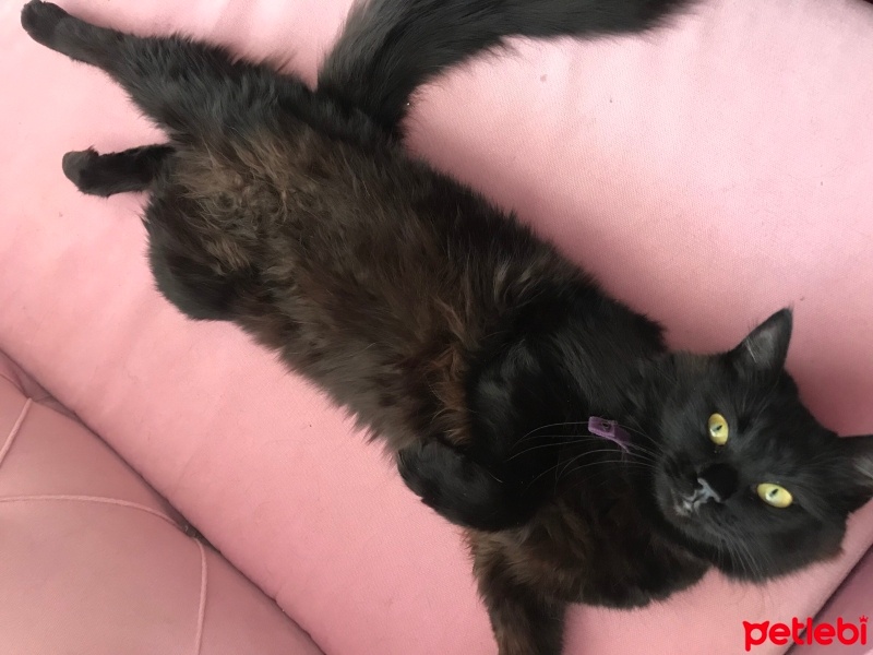 Tiffanie, Kedi  venus fotoğrafı