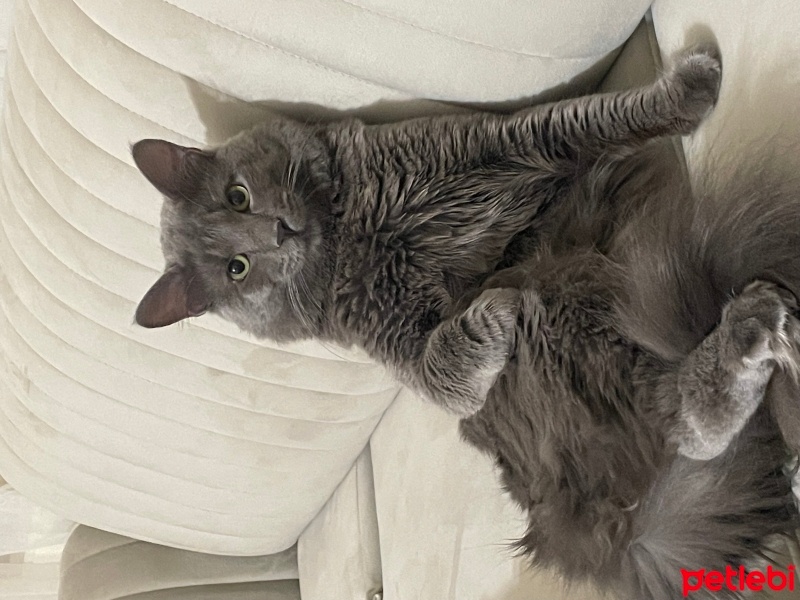 Nebelung, Kedi Midas fotoğrafı