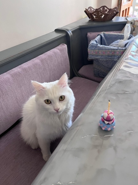 Van Kedisi, Kedi  sütlaç fotoğrafı