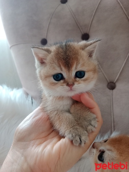 British Shorthair, Kedi  Venus fotoğrafı