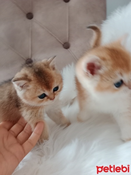British Shorthair, Kedi  Venus fotoğrafı