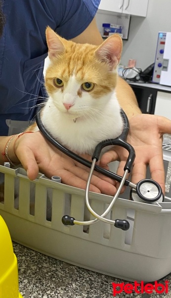 Sarman, Kedi  Tarçın fotoğrafı