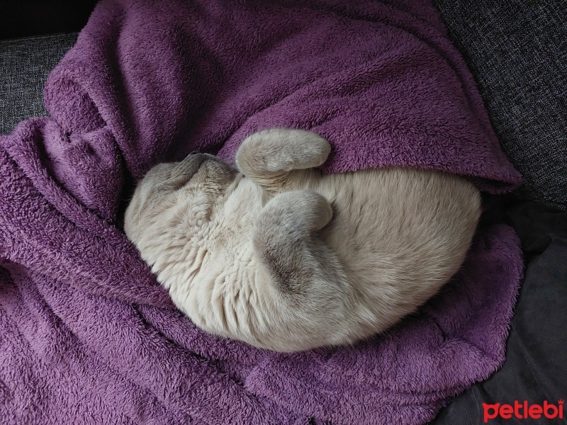 British Shorthair, Kedi  Venüs fotoğrafı