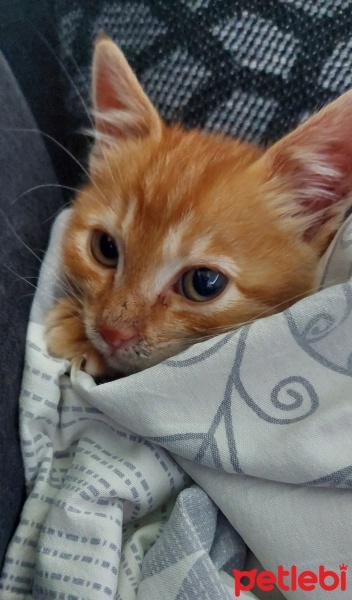 Sarman, Kedi  Venus fotoğrafı