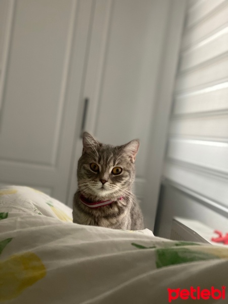 British Longhair, Kedi  Venüs fotoğrafı