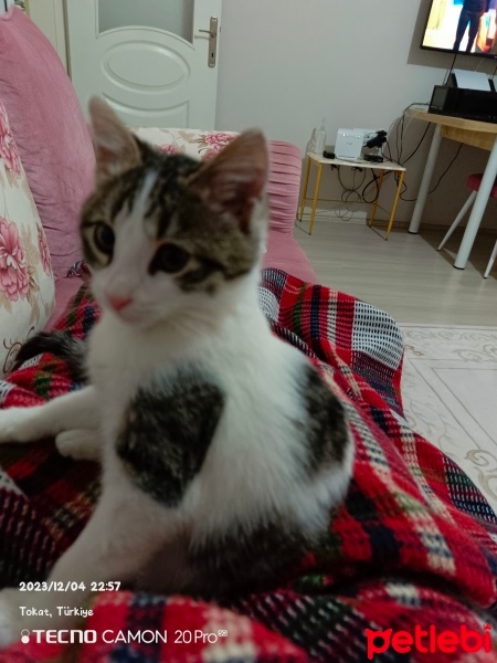 Tekir Kedi, Kedi Pamuş fotoğrafı