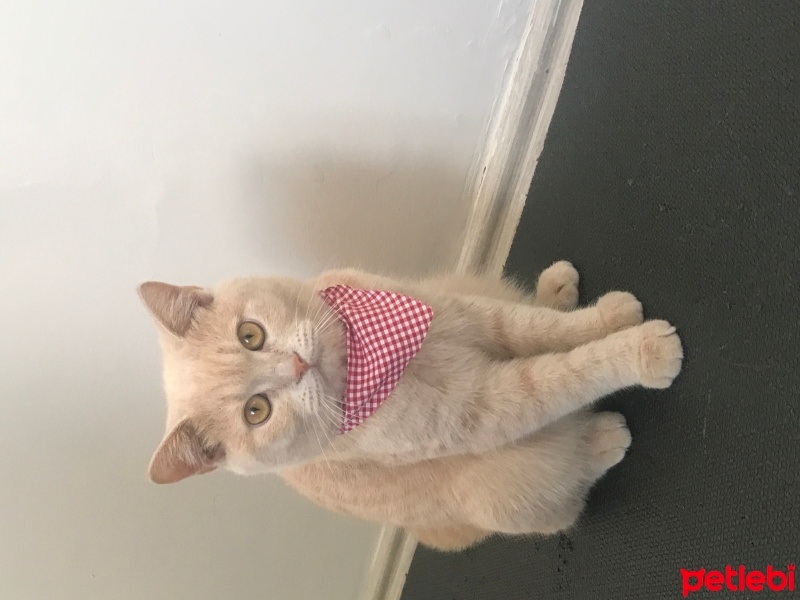 Scottish Fold, Kedi  Venüs fotoğrafı
