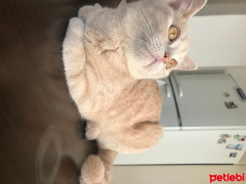 Scottish Fold, Kedi  Venüs fotoğrafı