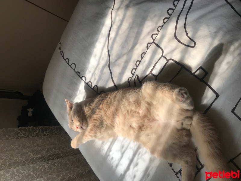 Scottish Fold, Kedi  Venüs fotoğrafı