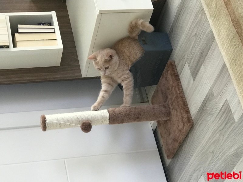 Scottish Fold, Kedi  Venüs fotoğrafı