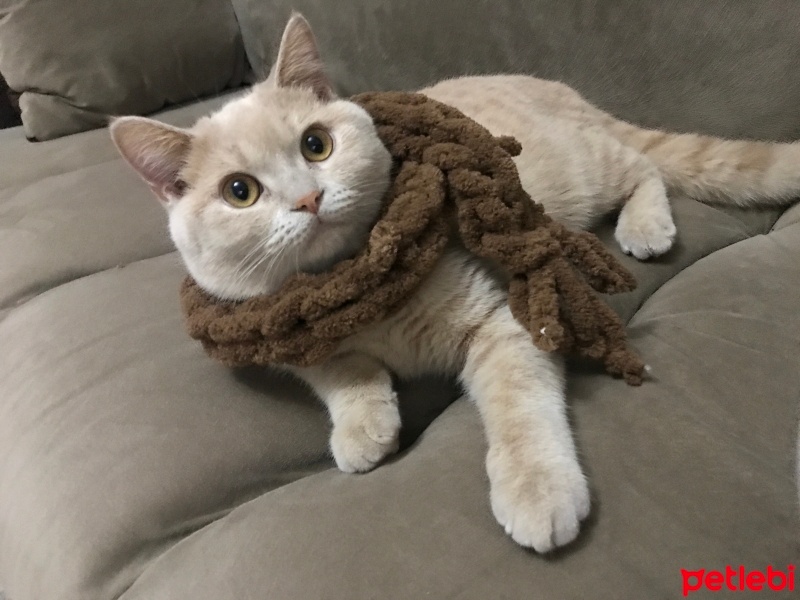 Scottish Fold, Kedi  Venüs fotoğrafı