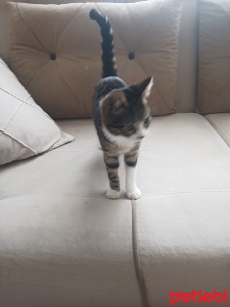 Havana Brown, Kedi Bade fotoğrafı