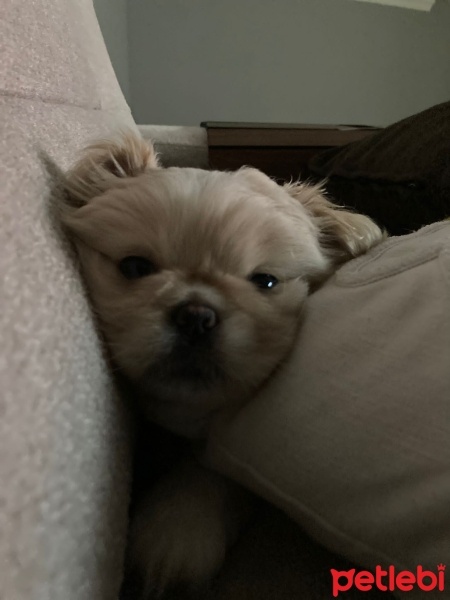 Pekingese, Köpek Sıfır numara pekinez fotoğrafı