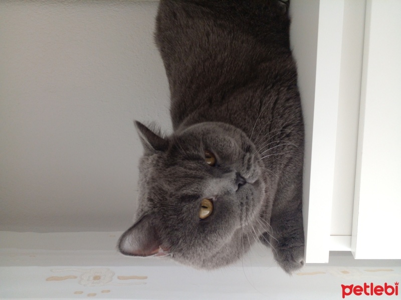 British Shorthair, Kedi  Yumak fotoğrafı