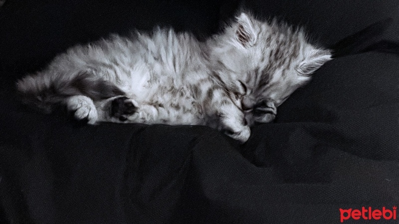 British Longhair, Kedi  venüs fotoğrafı