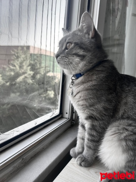 British Shorthair, Kedi  Duman fotoğrafı